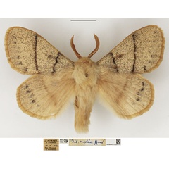 /filer/webapps/moths/media/images/M/media_Philotherma_AM_NHMUK.jpg