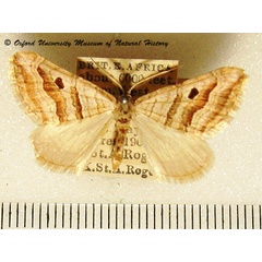 /filer/webapps/moths/media/images/M/megalaria_Pseudolarentia_A_OUMNH.jpg