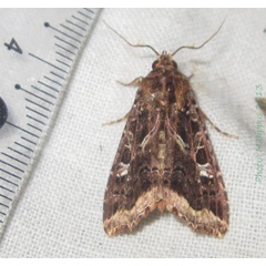 /filer/webapps/moths/media/images/B/bernei_Callopistria_A_Bippus.jpg