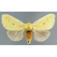/filer/webapps/moths/media/images/A/anomala_Antheua_AF_RMCA.jpg