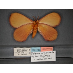 /filer/webapps/moths/media/images/M/meridionalis_Epijana_HT_RMCA_02.jpg