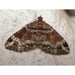 /filer/webapps/moths/media/images/E/exorista_Xanthorhoe_A_Heyns.jpg