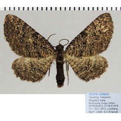 /filer/webapps/moths/media/images/F/filia_Horisme_AF_ZSMa.jpg