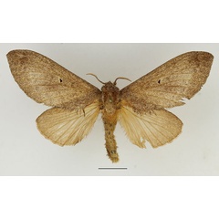 /filer/webapps/moths/media/images/P/parinarii_Gastroplakaeis_AF_Basquin_02.jpg