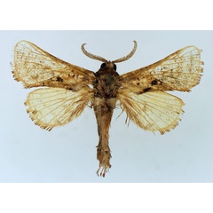 /filer/webapps/moths/media/images/C/carnescens_Paralebedella_AM_TMSA_02.jpg