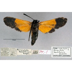 /filer/webapps/moths/media/images/H/hemichrysa_Pompostola_ST_OUMNH_02.jpg