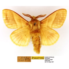 /filer/webapps/moths/media/images/V/venosoides_Bombycopsis_PTM_SNHM_03.jpg