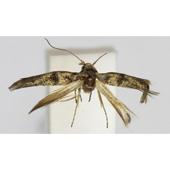 /filer/webapps/moths/media/images/I/iterella_Scythris_PT_Bengtsson.jpg