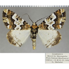 /filer/webapps/moths/media/images/A/albipennis_Oedicentra_AM_ZSMa.jpg