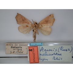 /filer/webapps/moths/media/images/M/melanosema_Anomis_HT_RMCA_02.jpg