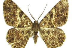 Afroracotis chaineyi