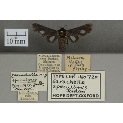 /filer/webapps/moths/media/images/S/specularis_Zarachella_HTF_OUMNHa_01.jpg