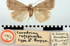 Athetis rufipuncta