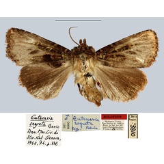 /filer/webapps/moths/media/images/S/segreta_Eutamsia_HT_MNHN.jpg