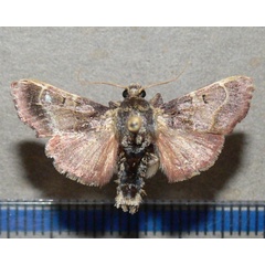 /filer/webapps/moths/media/images/E/erythropis_Sacada_A_Goffa_02.jpg
