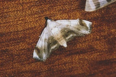 Trichophysetis duplifascialis