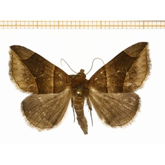 /filer/webapps/moths/media/images/H/humilis_Bastilla_A_DePrins.jpg