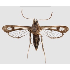 /filer/webapps/moths/media/images/T/tenebricus_Crinipus_PTF_SMNSb.jpg
