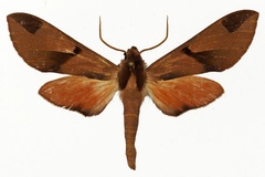 Afroclanis neavi