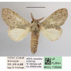 /filer/webapps/moths/media/images/V/vernalis_Desmeocraera_A_MGCLa_01.JPG