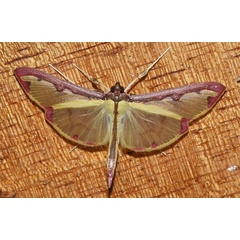 /filer/webapps/moths/media/images/P/pudoraria_Cadarena_A_Klimsa.jpg