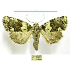 /filer/webapps/moths/media/images/L/leucomelaena_Cryphia_A_TMSA.jpg