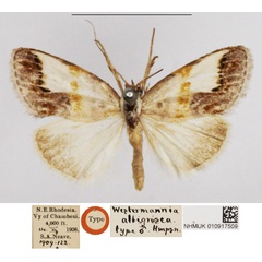 /filer/webapps/moths/media/images/A/albigrisea_Westermannia_HT_NHMUK.jpg
