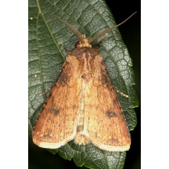 /filer/webapps/moths/media/images/D/denticulosa_Agrotis_AM_Heyns.jpg