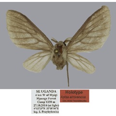 /filer/webapps/moths/media/images/A/atrovenosa_Apisa_HT_ISEAa.jpg