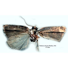 /filer/webapps/moths/media/images/A/atmocyma_Pardasena_HT_SNHMb.jpg