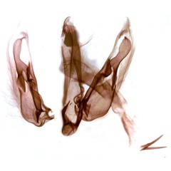 /filer/webapps/moths/media/images/F/fumicolor_Proxenus_GMHT_TMSA_3563.jpg