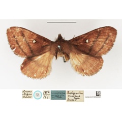 /filer/webapps/moths/media/images/N/niris_Pachygastria_STM_NHMUK.jpg