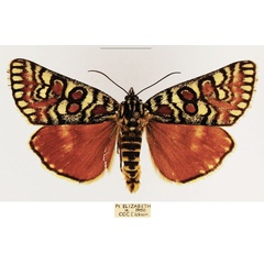 /filer/webapps/moths/media/images/D/decora_Brephos_AM_TMSA_02.jpg