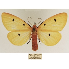 /filer/webapps/moths/media/images/T/tripunctata_Soloe_AF_TMSA_02.jpg