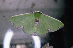 Centrochria deprensa