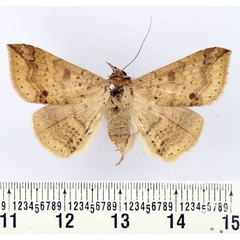 /filer/webapps/moths/media/images/A/albangula_Ericeia_AF_BMNH.jpg