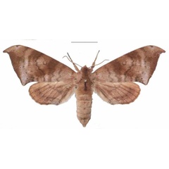 /filer/webapps/moths/media/images/C/contraria_Andriasa_AF_EMEM_03.jpg