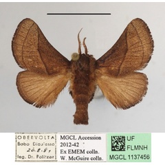 /filer/webapps/moths/media/images/S/syrtis_Omocena_A_MGCLa_01.jpg