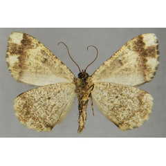 /filer/webapps/moths/media/images/C/clathrata_Xylopteryx_HT_ZSMb.jpg