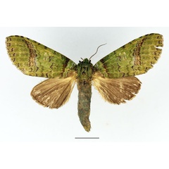 /filer/webapps/moths/media/images/V/viriditincta_Someropsis_AM_Basquin_01.jpg