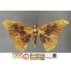 /filer/webapps/moths/media/images/H/humidaria_Hypocoela_STM_BMNH.jpg