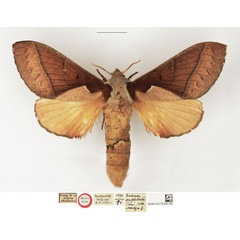 /filer/webapps/moths/media/images/A/amphilecta_Nadiasa_HT_NHMUK.jpg