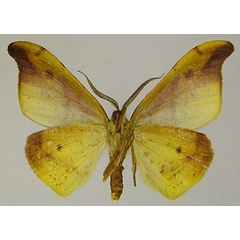 /filer/webapps/moths/media/images/A/aetionaria_Hylemera_AM_ZSMb.jpg