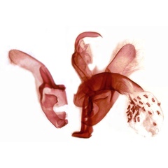 /filer/webapps/moths/media/images/D/dentata_Centrarthra_GMPT_TMSA_3087.jpg