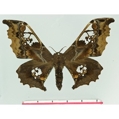 /filer/webapps/moths/media/images/M/mirabilis_Carnegia_AF_Basquin.jpg