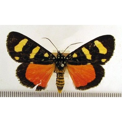 /filer/webapps/moths/media/images/B/butleri_Heraclia_A_HDOU.jpg