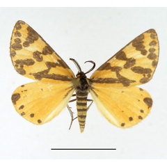 /filer/webapps/moths/media/images/S/setinata_Veniliodes_AM_TMSA.jpg