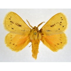 /filer/webapps/moths/media/images/M/maculigera_Laeliopis_AM_NHMO.jpg