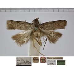 /filer/webapps/moths/media/images/D/decusella_Gaesa_HTM_NHMUK.jpg