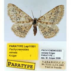 /filer/webapps/moths/media/images/M/mimela_Pachycnemoides_PTF_TMSA_01.jpg